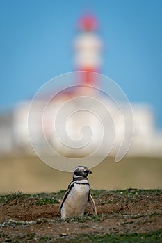 Magellanic penguin near lighthouse on grass slope