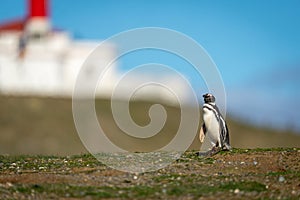 Magellanic penguin near lighthouse on grassy ridge