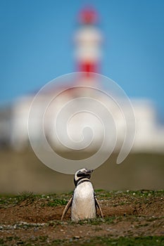 Magellanic penguin near lighthouse on grassy slope