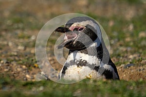 Magellanic penguin nestles in burrow opening beak