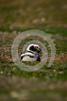 Magellanic penguin nestles in burrow watching camera
