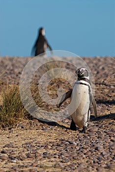 Magellanic Penguin in Patagonia
