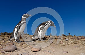 Magellanic Penguin in Patagonia