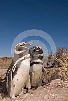 Magellanic Penguin in Patagonia photo