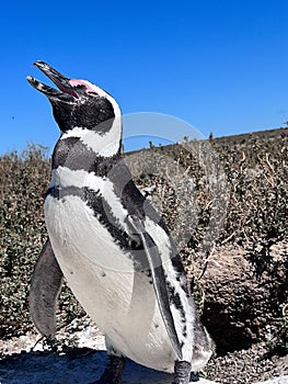 Magellanic Penguin. Penguins in Punta Tombo, Chubut, Argentina