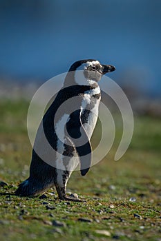 Magellanic penguin in profile on grass slope