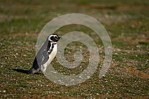 Magellanic penguin in profile on grassy hillside