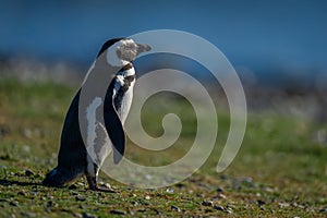 Magellanic penguin in profile on grassy slope