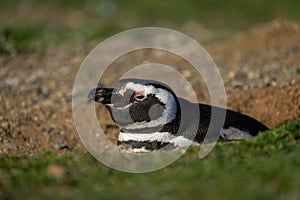 Magellanic penguin in profile nestling in burrow