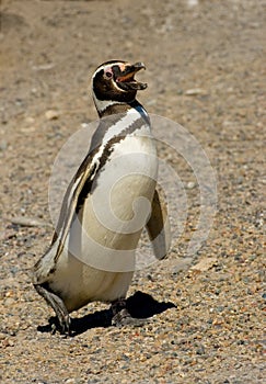 Magellanic penguin in Punta Tombo, Patagonia. photo