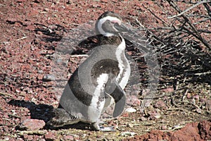 Magellanic penguin on red stones