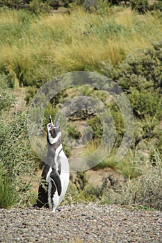 Magellanic penguin screaming