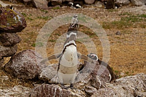 Magellanic Penguin singing  in Pinguino Island in South Atlantic Patagonia Argentina