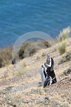 Magellanic penguin on the slopes of Valds peninsula