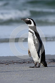 Magellanic penguin (Spheniscus magellanicus) photo