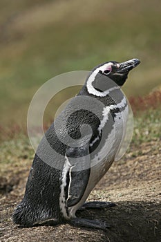 Magellanic penguin (Spheniscus magellanicus) photo