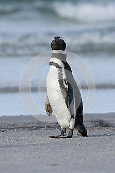 Magellanic penguin (Spheniscus magellanicus) photo