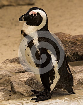 Magellanic penguin, Spheniscus magellanicus