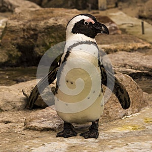 Magellanic penguin, Spheniscus magellanicus