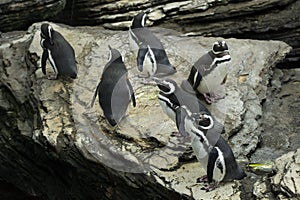 Magellanic penguin Spheniscus magellanicus