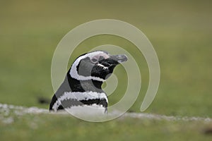 Magellanic penguin, Spheniscus magellanicus