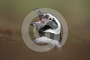 Magellanic penguin, Spheniscus magellanicus