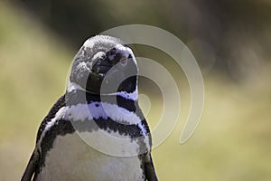 Magellanic Penguin (Spheniscus magellanicus) appearing to smile. photo