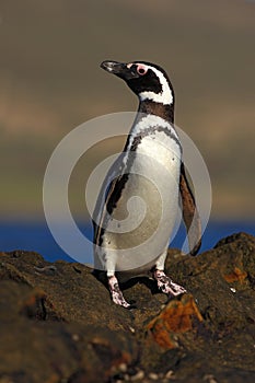 Magellanic penguin, Spheniscus magellanicus, bird on the rock beach, ocean wave in the background, Falkland Islands