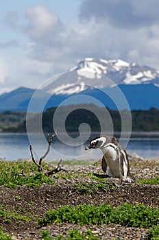 Magellanic Penguin (Spheniscus magellanicus) photo