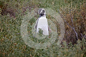 The Magellanic penguin Spheniscus magellanicus at Punta Tombo in the Atlantic Ocean, Patagonia, Argentina
