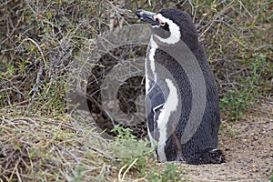 The Magellanic penguin Spheniscus magellanicus at Punta Tombo in the Atlantic Ocean, Patagonia, Argentina