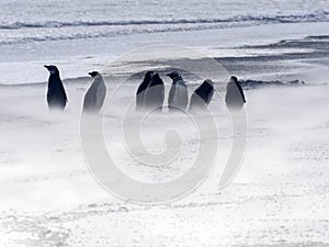 Magellanic penguin, Spheniscus magellanicus, resist the sandstorm of Sounder Island, Falkland Islands-Malvinas
