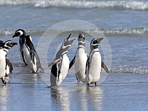 Magellanic penguin, Spheniscus magellanicus, swimming in the sea island of Sounders, Falkland Islands-Malvinas