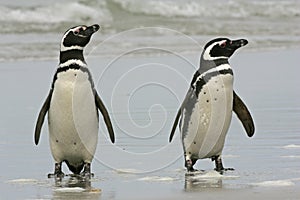 Magellanic penguin, Spheniscus magellanicus photo