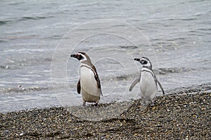 Magellanic penguin, Spheniscus magellanicus, walking on rocky gr