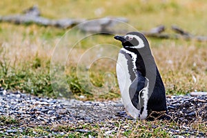 Magellanic penguin, Spheniscus magellanicus, walking on rocky gr