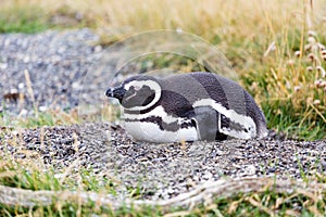Magellanic penguin, Spheniscus magellanicus, walking on rocky gr