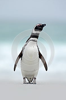 Magellanic penguin, Spheniscus magellanicus, on the white sand beach, ocean wave in the background, Falkland Islands