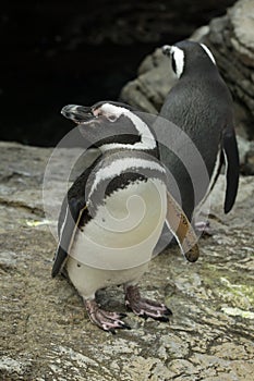 Magellanic penguin Spheniscus magellanicus photo