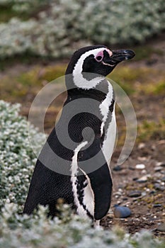 Magellanic penguin standing at the flowering tundra tussocks