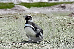 Magellanic Penguin standing on a rock