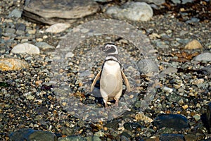 Magellanic penguin stands on shingle turning head