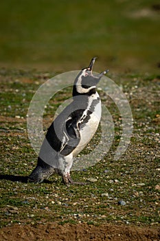 Magellanic penguin in sun lifts head squawking