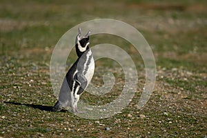 Magellanic penguin in sunshine lifts head squawking