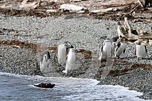 Magellanic Penguin on Tucker Island. Chile