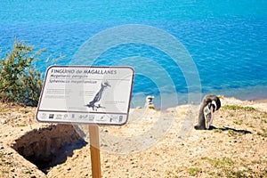 Magellanic Penguin, Valdes