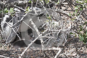 Magellanic penguin in the Valdes Peninsula