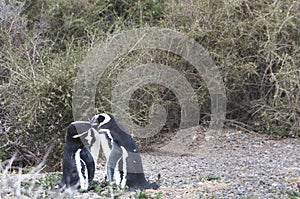 Magellanic penguin in the Valdes Peninsula