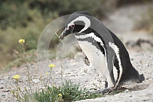 Magellanic penguin in the Valdes Peninsula