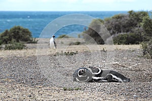 Magellanic penguin in the Valdes Peninsula